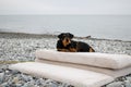 Stray dog lies on mattresses on a pebble beach by the sea. Royalty Free Stock Photo