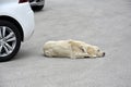 Stray dog lies between parked cars Royalty Free Stock Photo