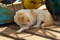 A stray dog lies on the pier in shadow. Royalty Free Stock Photo