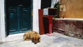 A stray dog lies on the street next to the front door Royalty Free Stock Photo