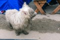 A stray dog is looking for its owner. White dirty and wet dog. The animal looks with a sad look at the passing people Royalty Free Stock Photo