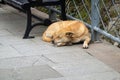 Homeless dog sleeping in park