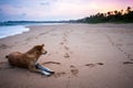 A stray dog lying on a sandy beach looking out into the deistance by the ocean in Sri Lanka Royalty Free Stock Photo