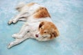 Stray Dog Lying On Sidewalk of Albania Royalty Free Stock Photo