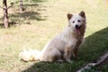 stray dog, milky in color, sits on the grass, on which the shadow falls Royalty Free Stock Photo