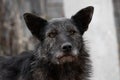 A stray dog of a mongrel without a breed of black color with yellow eyes and a hairless portrait close-up on a cloudy day. A pet Royalty Free Stock Photo