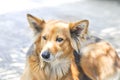 Stray dog or mongrel dog Royalty Free Stock Photo