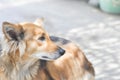 Stray dog or mongrel dog Royalty Free Stock Photo