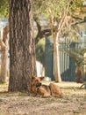 Stray Dog mutt outdoors by a tree Royalty Free Stock Photo