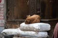 Stray dog in Old Delhi takes a nap on a stack of flour stacks in an alley