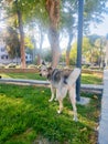 Stray dog in a park