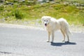 Stray dog on Piano Grande, large karstic plateau of Monti Sibillini mountains. Beautiful green fields of the Monti Sibillini Royalty Free Stock Photo