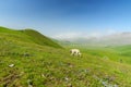 Stray dog on Piano Grande, large karstic plateau of Monti Sibillini mountains. Beautiful green fields of the Monti Sibillini Royalty Free Stock Photo