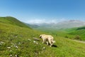 Stray dog on Piano Grande, large karstic plateau of Monti Sibillini mountains. Beautiful green fields of the Monti Sibillini Royalty Free Stock Photo