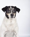 Stray dog portrait in photo studio on white background for adoption. International Day of Homeless Animals Royalty Free Stock Photo