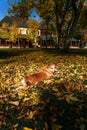 Stray dog posing for a photo on the colorful autumn carpet in Palic, Serbia