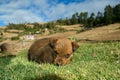 Stray dog puppy curled up in the grass Royalty Free Stock Photo