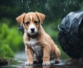 Stray dog puppy outdoors in rain Royalty Free Stock Photo