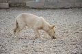 Stray dog, puppy, pet, white Royalty Free Stock Photo