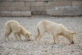 Stray dog, puppy, pet, white, dogs, puppies Royalty Free Stock Photo