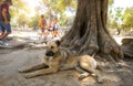 A stray dog relaxes in the shade of a tree on the archaeological grounds of Olympia, Greece Royalty Free Stock Photo
