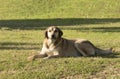 A stray dog is resting on grasses Royalty Free Stock Photo