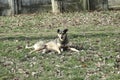 A stray dog is resting on the lawn Royalty Free Stock Photo