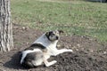 A stray dog is resting on the lawn Royalty Free Stock Photo