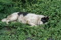 Stray dog resting in the nature looking at the human Royalty Free Stock Photo