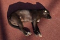 stray dog resting on playground surface during sunny day Royalty Free Stock Photo
