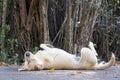 Stray dog resting in the shade of a banyan tree Royalty Free Stock Photo