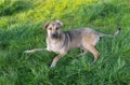 Stray dog resting on a spring grass in park Royalty Free Stock Photo