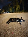 stray dog resting on the street at night.