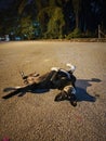 stray dog resting on the street at night.