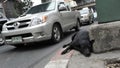 Stray Dog Rests on a City Street