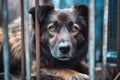 A stray dog with sad eyes in a shelter cage. Generative AI