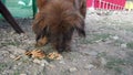 A stray dog savoring biscuits, a thoughtful meal from caring locals. Genuine stock footage capturing compassion and canine joy