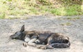 Stray dog in the shade of a tree Royalty Free Stock Photo