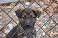 Stray dog in shelter cage, sad, hungry, waiting for owner after being found on street