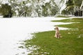 Stray dog sitting on green grass in the park covered with snow