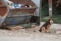 STray dog is sitting on ground near trash dumpster in ghetto