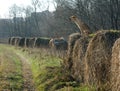 Stray dog sitting on a hayrick