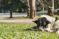 Stray dog sleep on grass at park Royalty Free Stock Photo