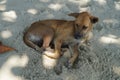 Stray dog sleeping on the beach. Royalty Free Stock Photo