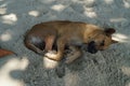 Stray dog sleeping on the beach. Royalty Free Stock Photo