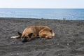 A stray dog sleeping on the black magnetic sand on the beach near the Black sea in the city of Ureki. Georgia. Resort. Royalty Free Stock Photo