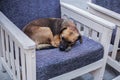 Stray dog sleeping on a chair in a coffee shop