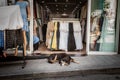 Stray dog sleeping and having a nap in front of an entrance of a shop in a pedestrian street of the European district of eminonu