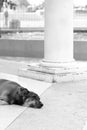 Stray dog sleeping in the park Royalty Free Stock Photo