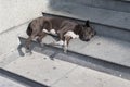 Stray dog sleeping on a roadside Royalty Free Stock Photo
